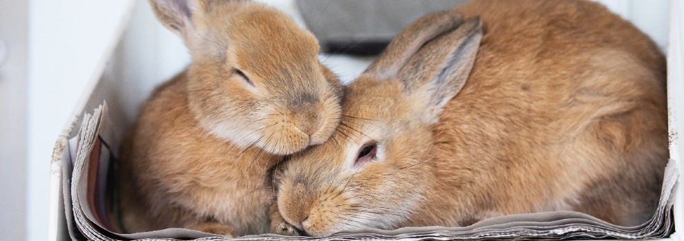 Do female rabbits eat best sale their young